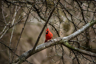 Bird perching on branch