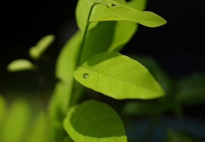 Close-up of fresh green plant