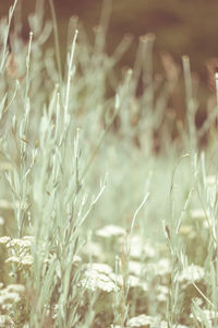 Close-up of stalks in field