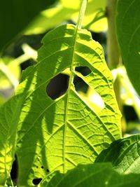 Close-up of green leaves