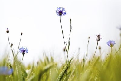 Close-up of flowers growing in field