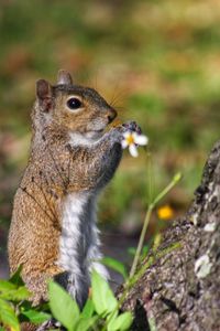 Close-up of squirrel on rock with a flower