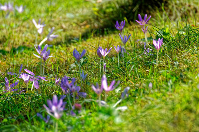 Purple crocus flowers on field