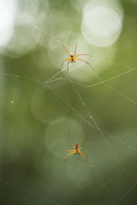 Close-up of spider on web