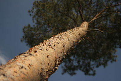 Low angle view of tree against sky