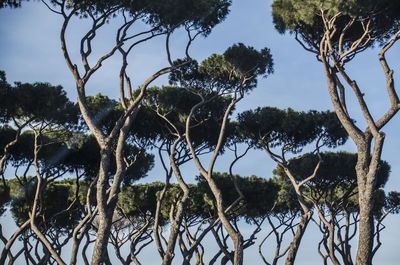 Close-up of trees against sky