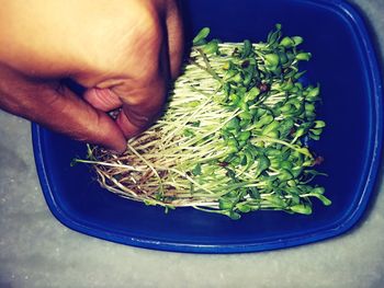 Close-up of hand holding vegetables