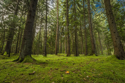 Trees in forest