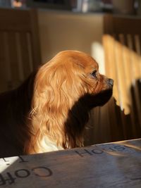 Close-up of a dog looking away