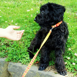 Dog standing on grass