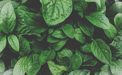 Full frame shot of fresh green leaves