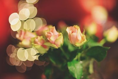 Close-up of flowers against blurred background