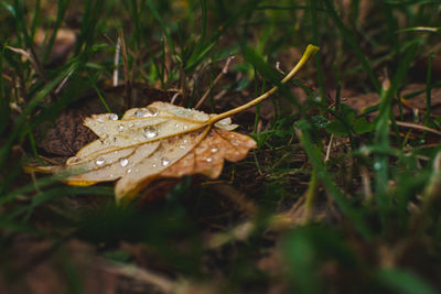 Close-up of wet maple leaf on field