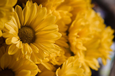 Close-up of yellow flowering plant