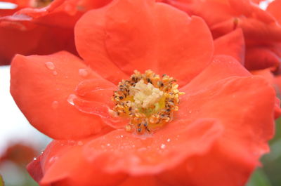 Extreme close-up of red flower