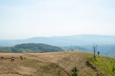 Sheep farm on the hill , doi chang, chiang rai, thailand