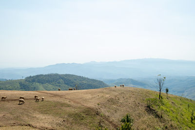 Scenic view of landscape against clear sky