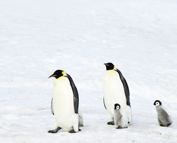 Penguin on snow