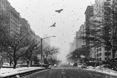  two birds fly in a blizzard on park avenue