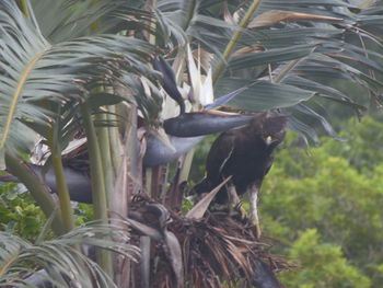 Flock of birds on palm tree