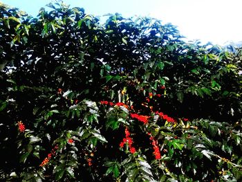 Low angle view of trees against sky