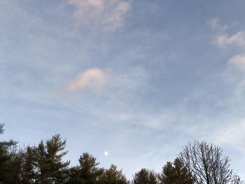 Low angle view of trees against sky