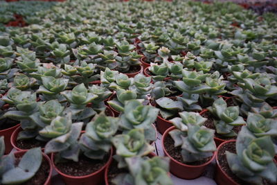 Full frame shot of succulent plants