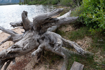 Driftwood on tree trunk in forest