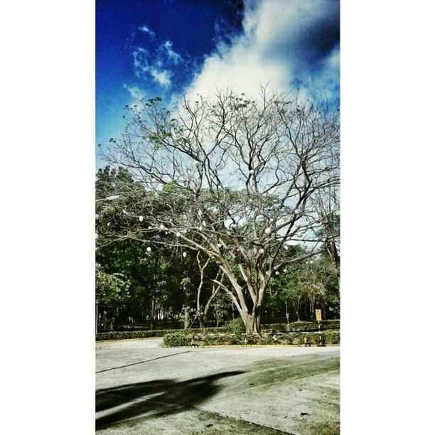 tree, transfer print, sky, bare tree, auto post production filter, tranquility, branch, tranquil scene, nature, road, cloud - sky, scenics, beauty in nature, day, tree trunk, growth, the way forward, landscape, outdoors, no people