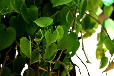 Close-up of green leaves on plant