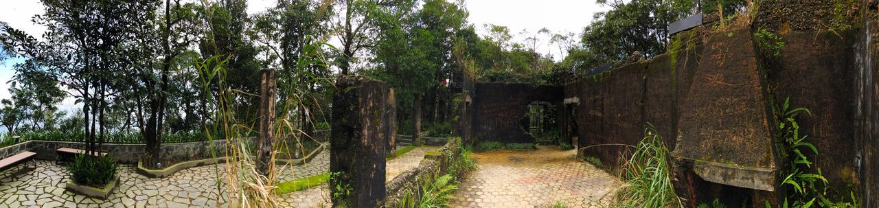 tree, outdoors, nature, no people, day, scenics, bridge - man made structure, tranquility, forest, growth, beauty in nature, architecture, sky, grass