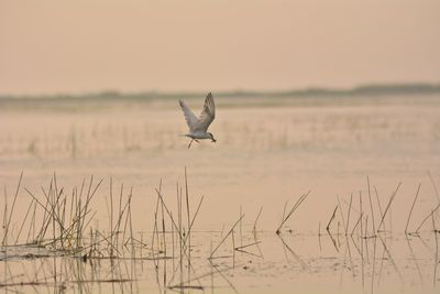 Bird flying over lake against sky