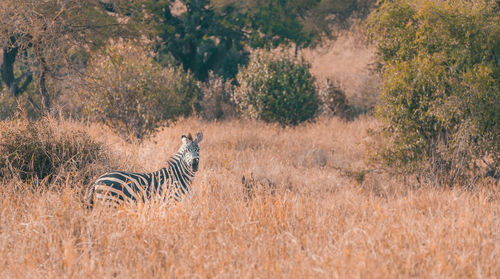 Zebra standing on field against trees