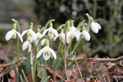 Close-up of white flowers blooming outdoors