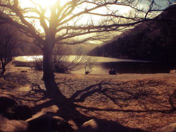 Scenic view of trees