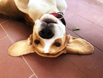 Portrait of dog lying on floor