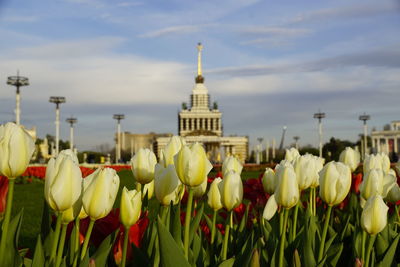 Close-up of tulips against sky