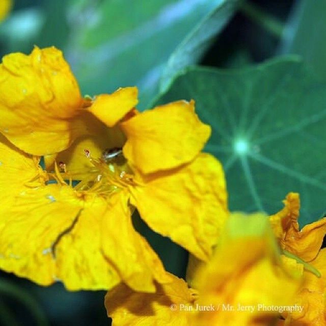 yellow, flower, petal, fragility, freshness, growth, flower head, close-up, beauty in nature, plant, nature, blooming, focus on foreground, selective focus, leaf, outdoors, in bloom, day, no people, pollen