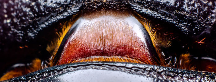 Close-up of an animal eye