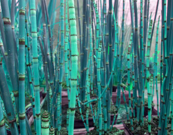 Full frame shot of bamboo on field