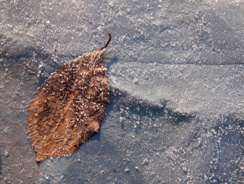 High angle view of dry leaf on snow