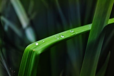 Close-up of wet grass