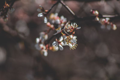 Close-up of cherry blossom on tree