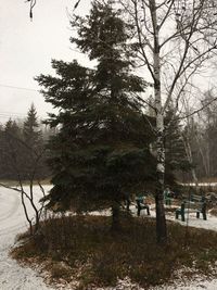 Trees on snow covered field against sky