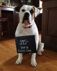 Portrait of dog with message on placard