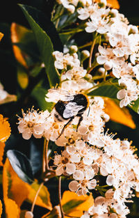 Close-up of insect on white flower