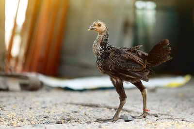 Close-up of a bird