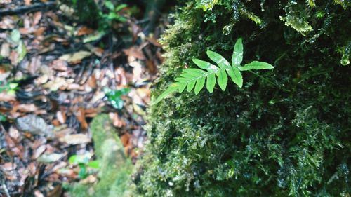Close-up of moss growing on tree