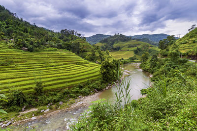 Scenic view of agricultural field against sky