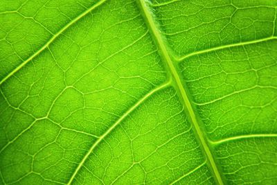 Full frame shot of green leaf